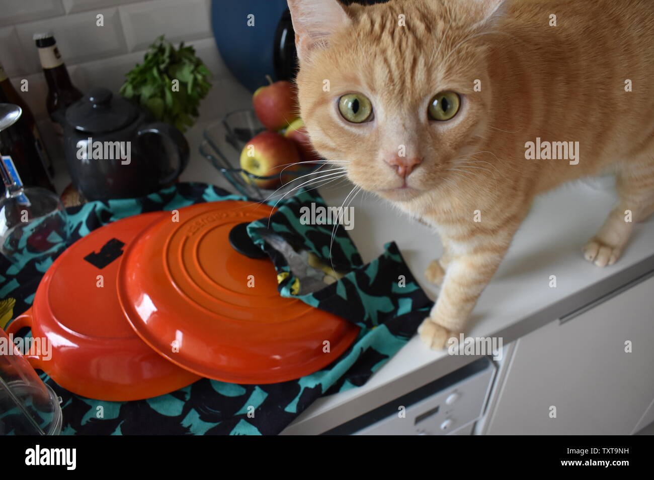 Ginger cat in the kitchen Stock Photo Alamy