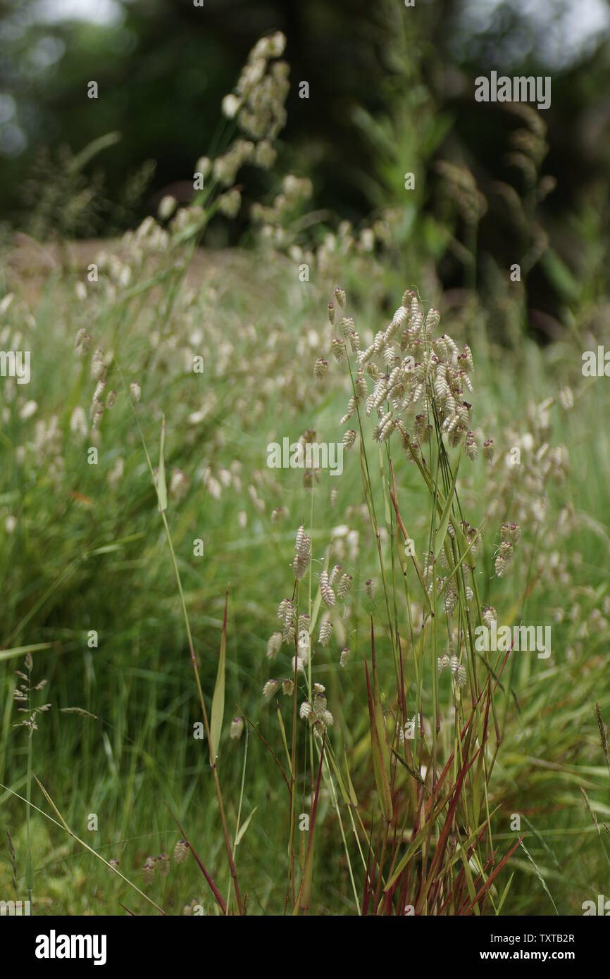 Briza media otherwise known as Lesser quaking grass, cow-quake, didder, dithering-grass, dodder-grass, doddering dillies, doddle-grass, earthquakes, j Stock Photo
