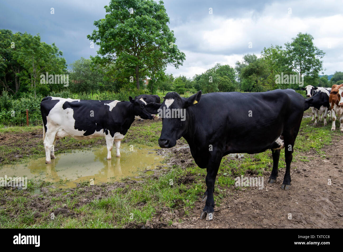 Cows Waiting to be milked on a Dairy Farm in Rural Leicestershire
