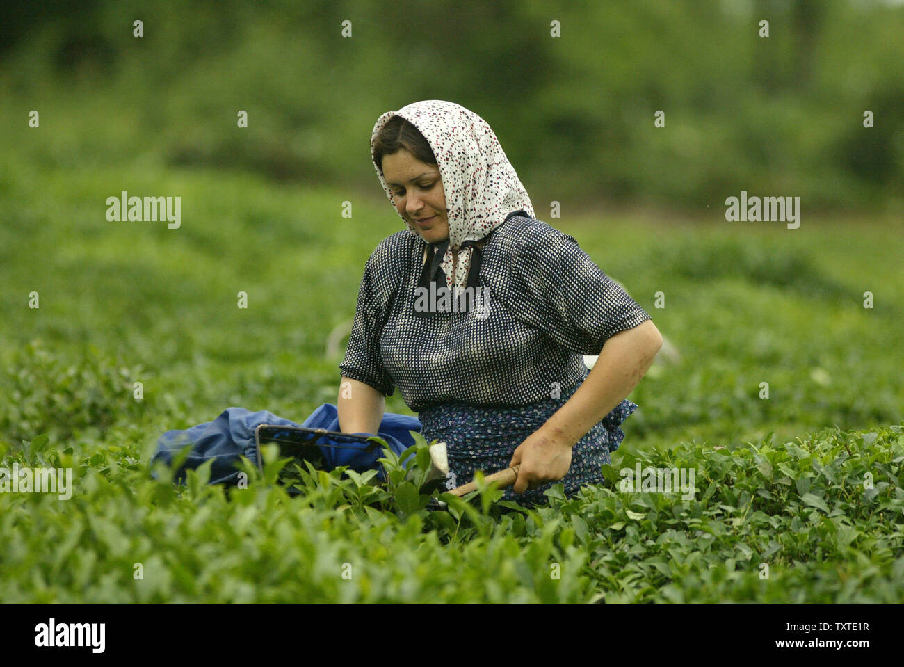 Kolsoum, a 28 year-old Iranian, picks tea leaves at a farm in 