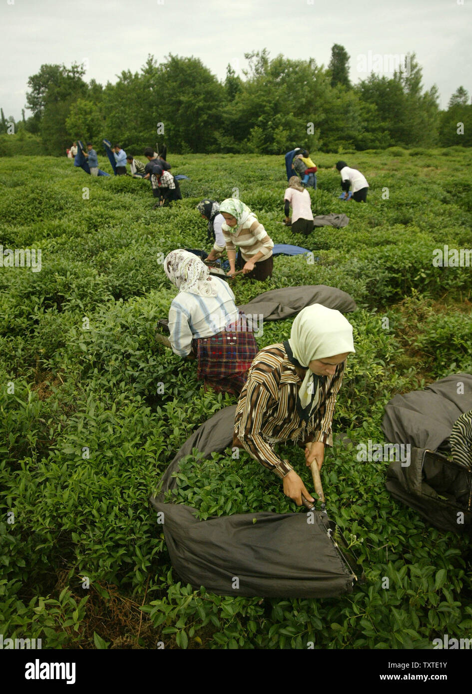 Iranians pick tea leaves at a farm in Vajargah village, near 