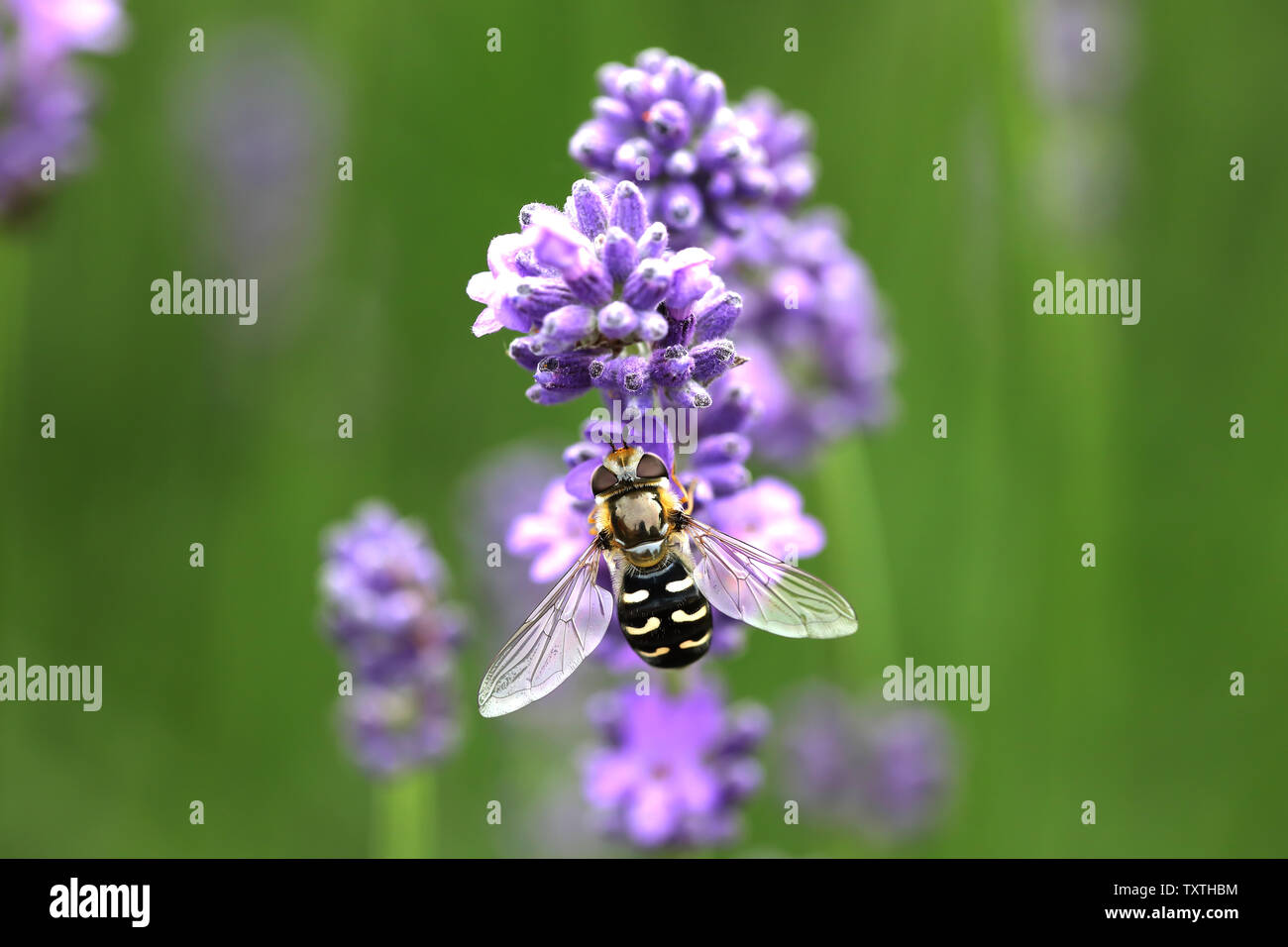 Yellow Hoverfly on lavender in English garden feeding Stock Photo