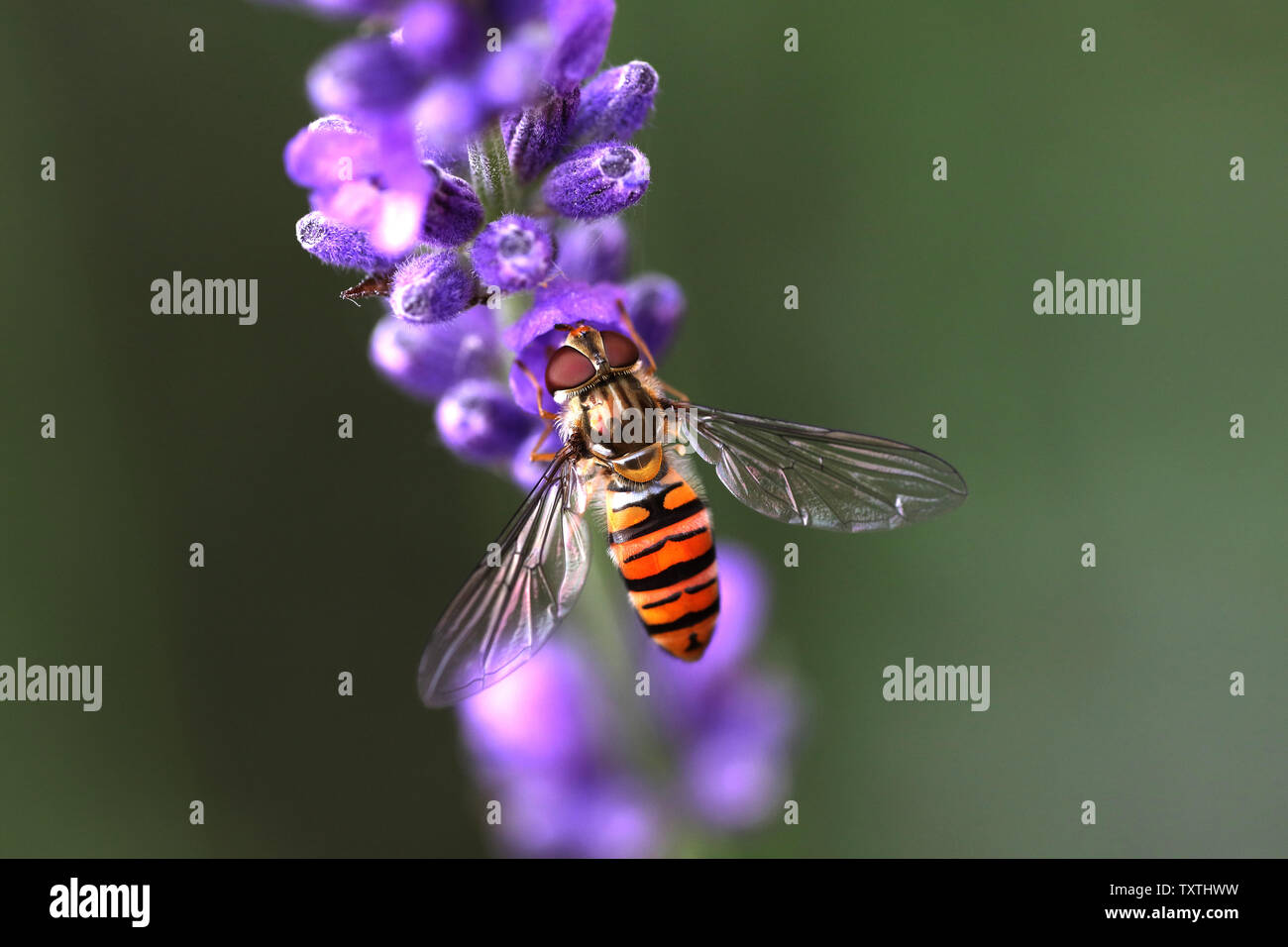 Hoverfly on lavender in English garden feeding Stock Photo