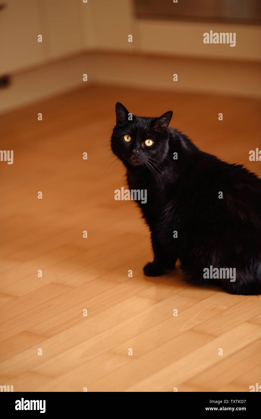 Black cat on a wooden chair with a soft seat Stock Photo - Alamy