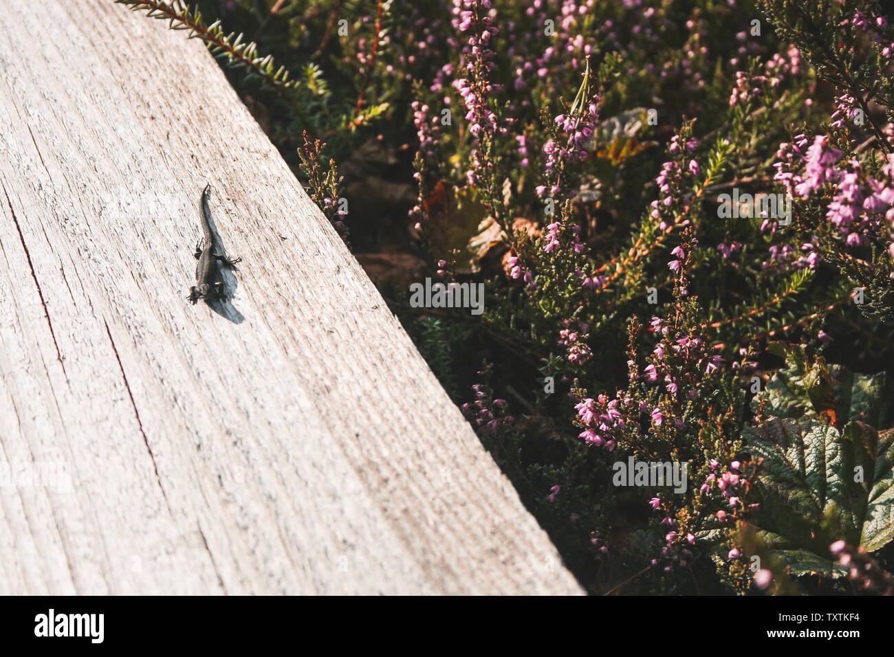 A lizard sunbathing on a plank-way leading through heather bushes in a bog in Latvia. Stock Photo