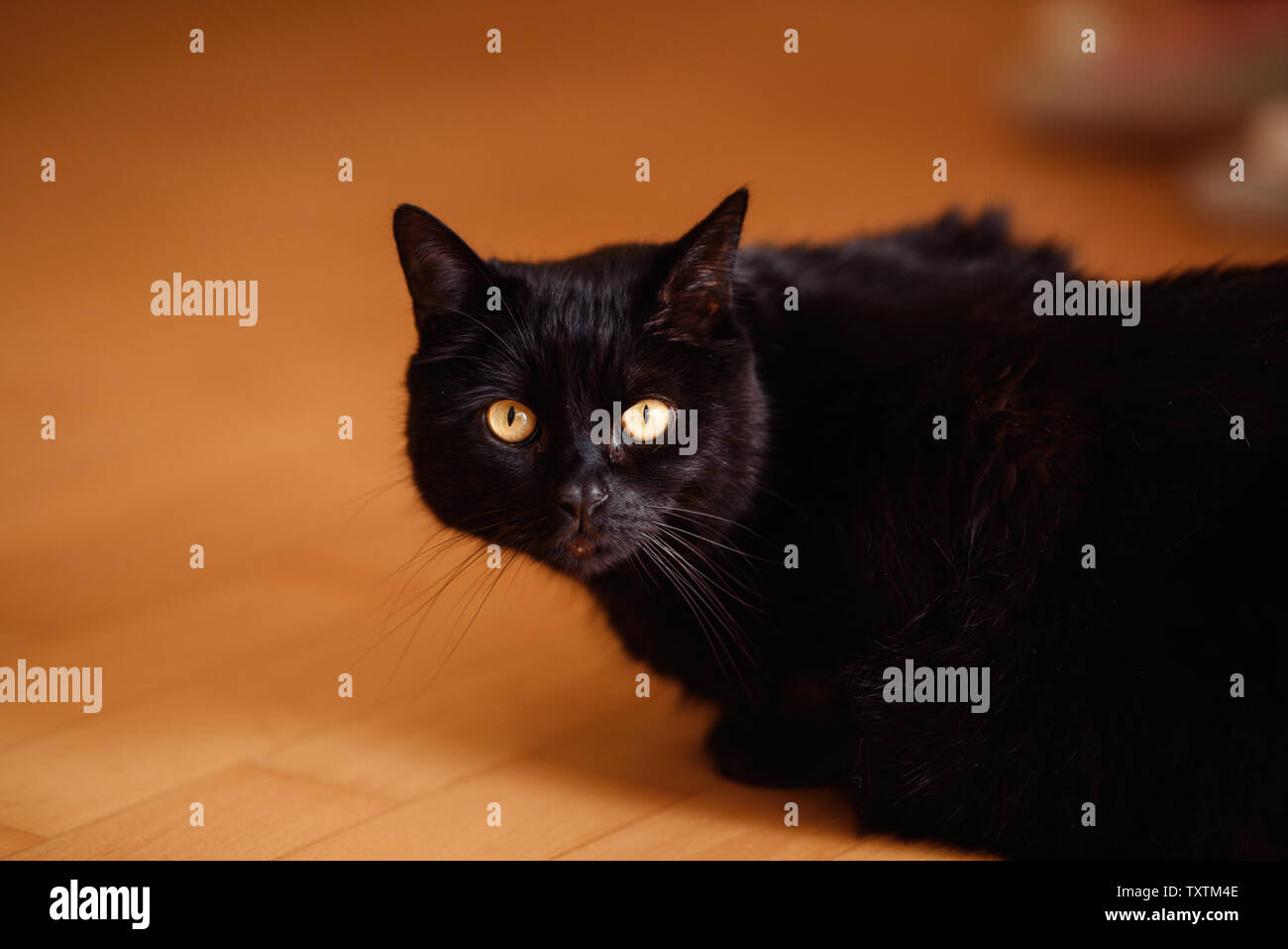 Black cat on a wooden chair with a soft seat Stock Photo - Alamy