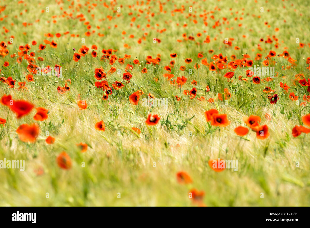 Common red poppy, corn field, near Oberweser, Weser Uplands, Weserbergland, Hesse, Germany Stock Photo