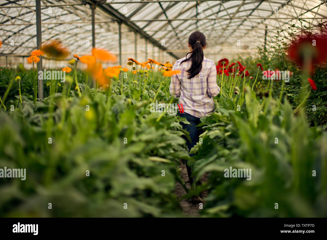 Teenage girl working in a greenhouse Stock Photo - Alamy