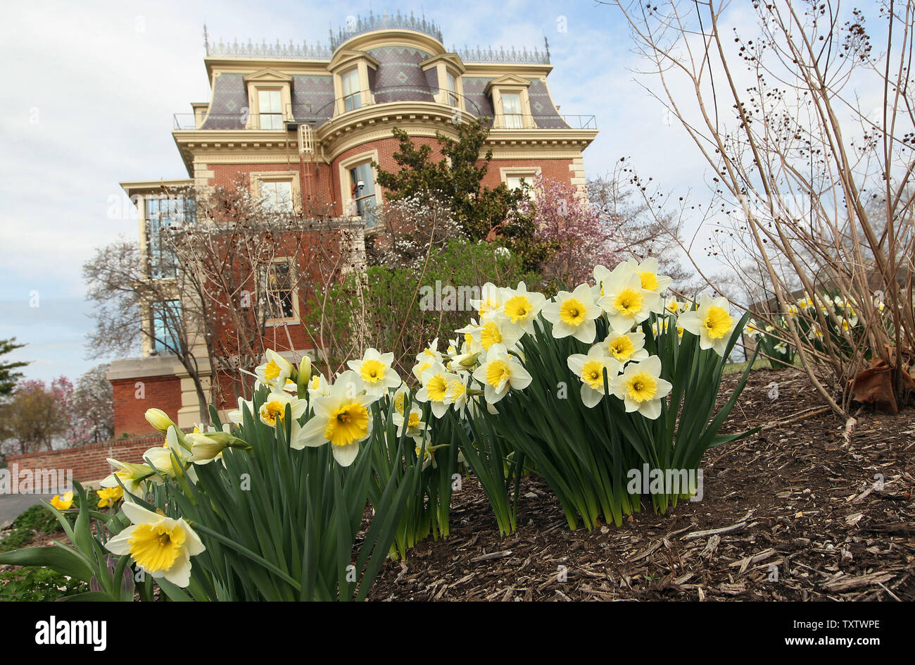 The Daffodils are in full bloom on the front yard of the Governor's