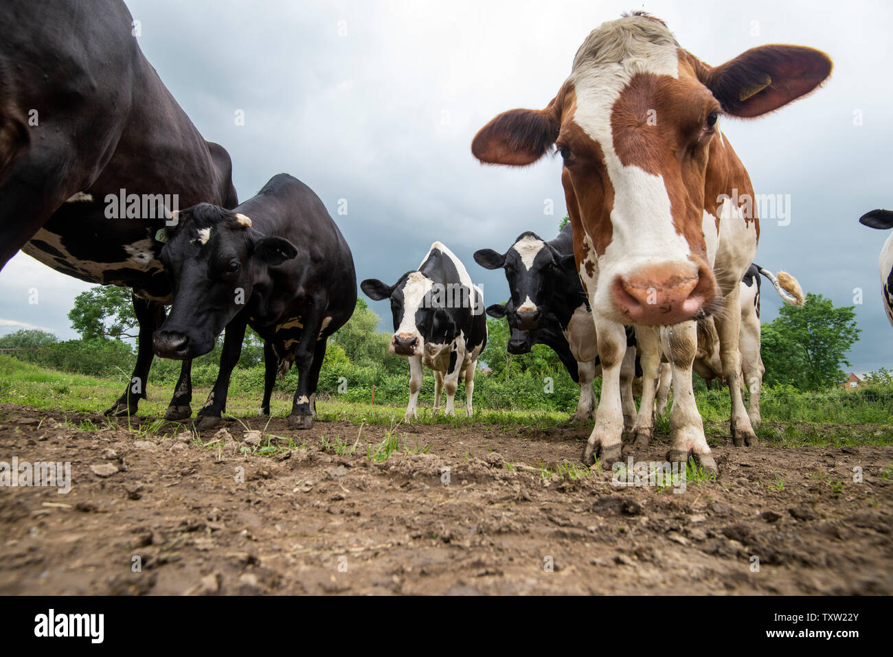 Cows Waiting to be milked on a Dairy Farm in Rural Leicestershire
