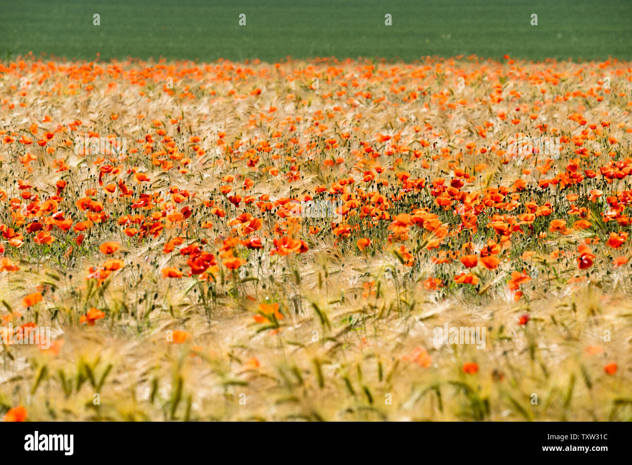 Common red poppy, corn field, near Oberweser, Weser Uplands, Weserbergland, Hesse, Germany Stock Photo