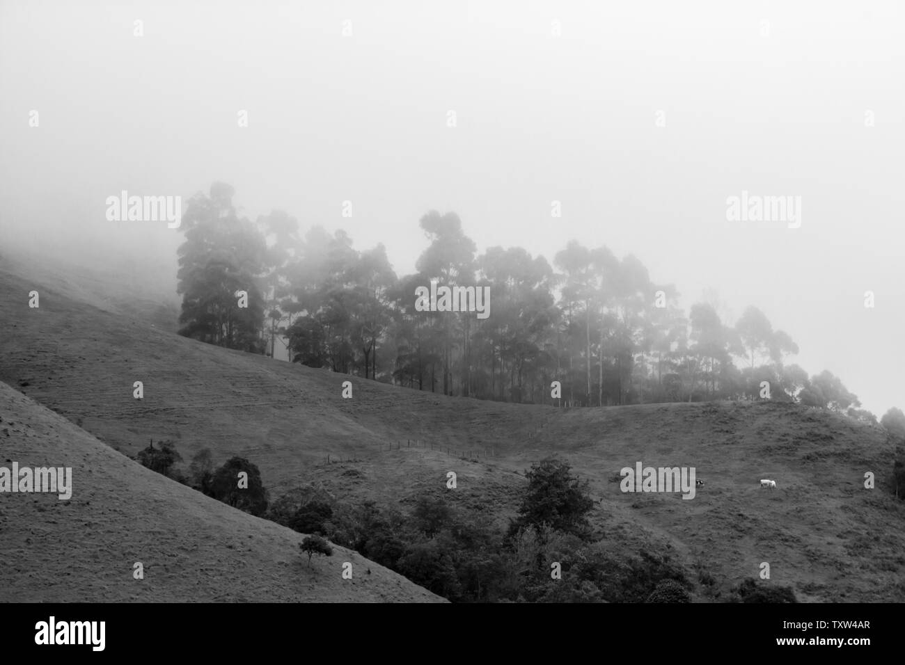 Jungle trees images Black and White Stock Photos & Images - Alamy
