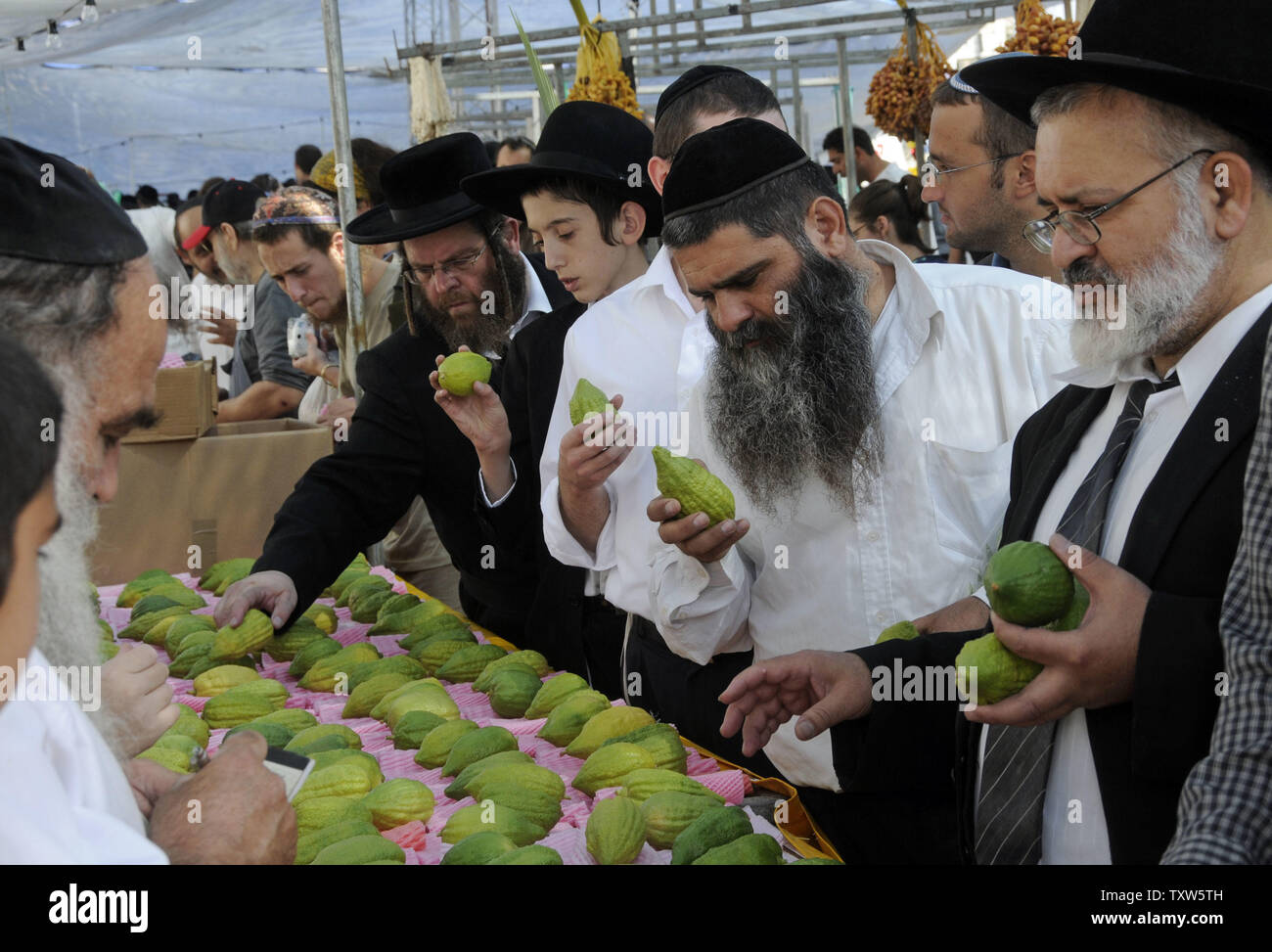 Ultra-Orthodox Jews examine esrog, one of the four species used during the Festival of Sukkot at a market in  Jerusalem, October 10, 2008.  Observant Jews build a sukkah, a temporary dwelling, during Sukkot to remember the 40 years that the Israelites wandered in the wilderness after leaving Egypt. (UPI Photo/Debbie Hill) Stock Photo