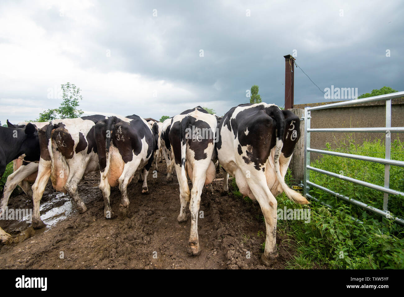 Cows walking to the milking shed to be milked on a Dairy Farm in Rural