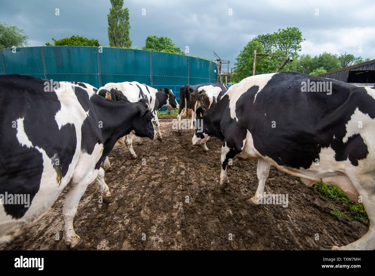 Cows walking to the milking shed to be milked on a Dairy Farm in Rural