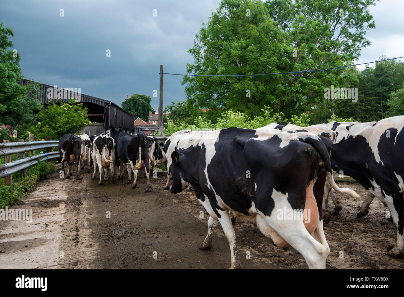Cows walking to the milking shed to be milked on a Dairy Farm in Rural