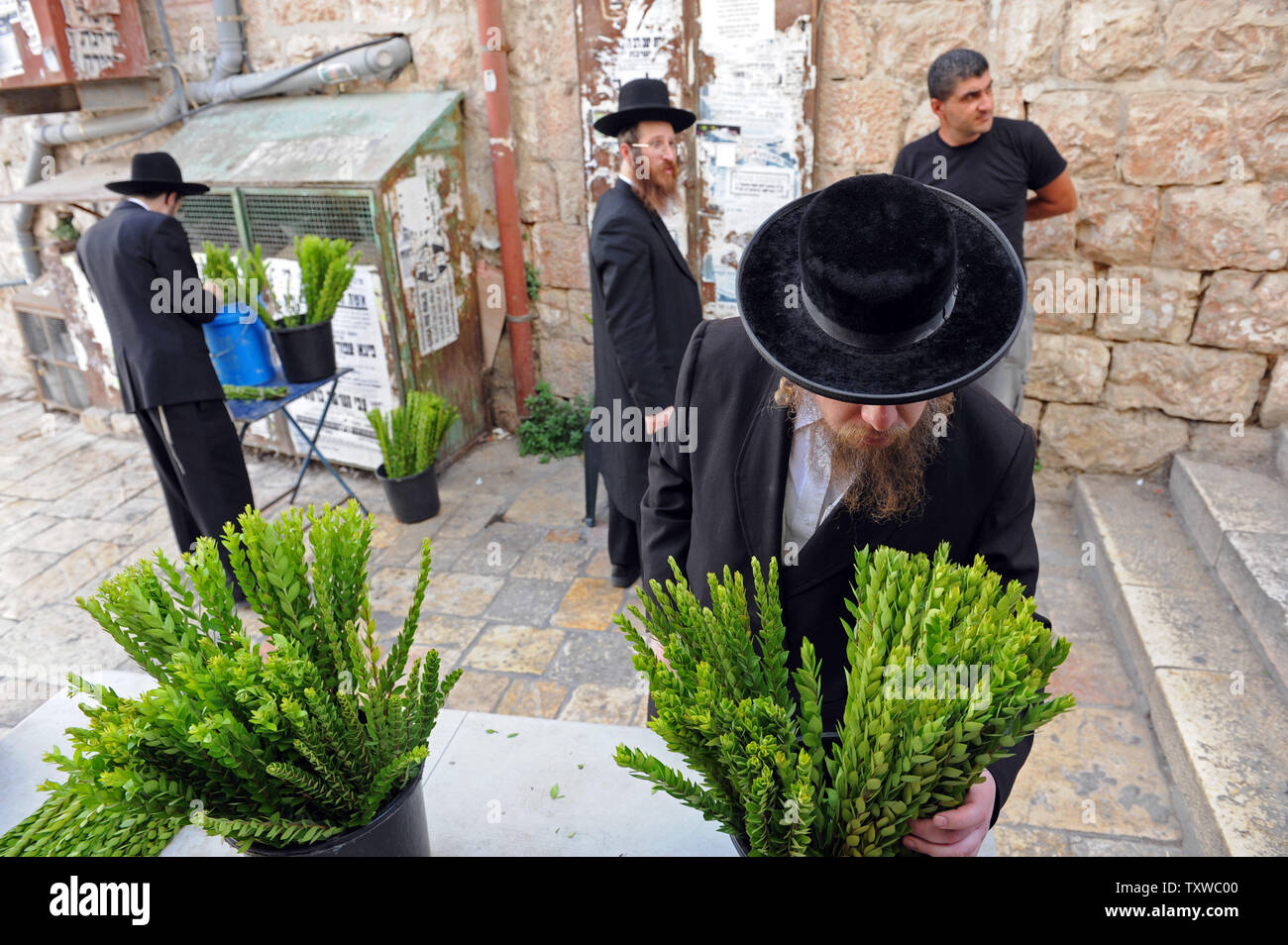 An Ultra-Orthodox Jewish man inspects hadas, myrtle branches, one of the four plant species to be used during the celebration of Sukkot,the Feast of Tabernacles, in Mea Shearim in Jerusalem, October 10, 2011. The Sukkot feast begins on October 13 and commemorates the exodus of the Jews from Egypt.   UPI/Debbie Hill Stock Photo