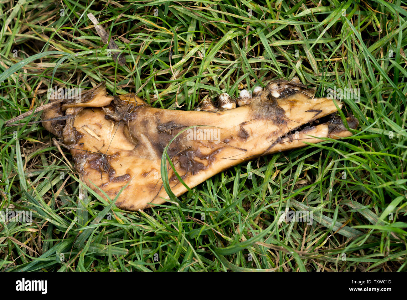 Bones of a wild boar, Oberweser, Weser Uplands, Weserbergland, Hesse, Germany Stock Photo