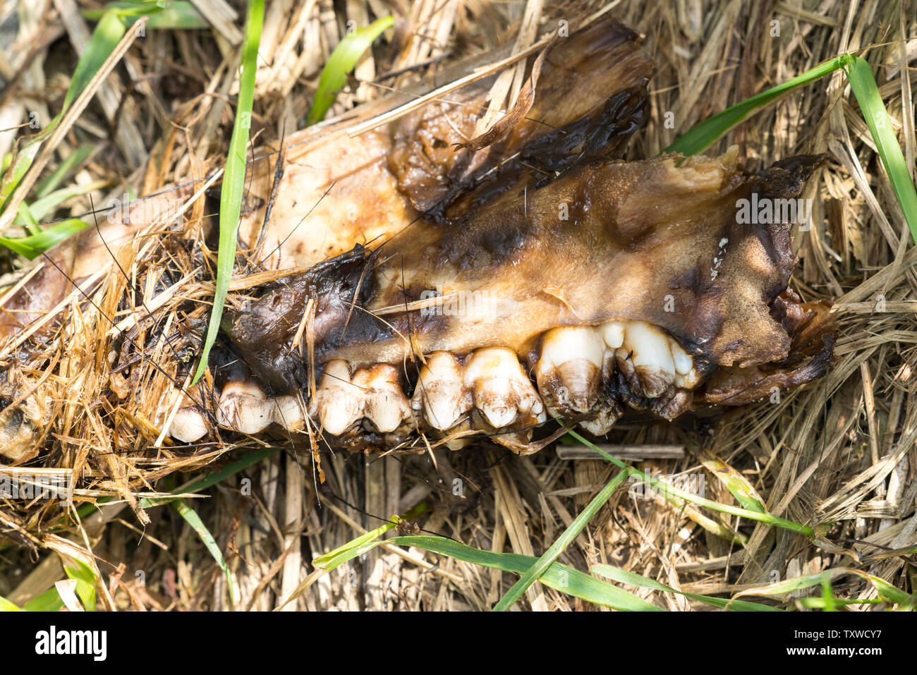 Bones of a wild boar, Oberweser, Weser Uplands, Weserbergland, Hesse, Germany Stock Photo