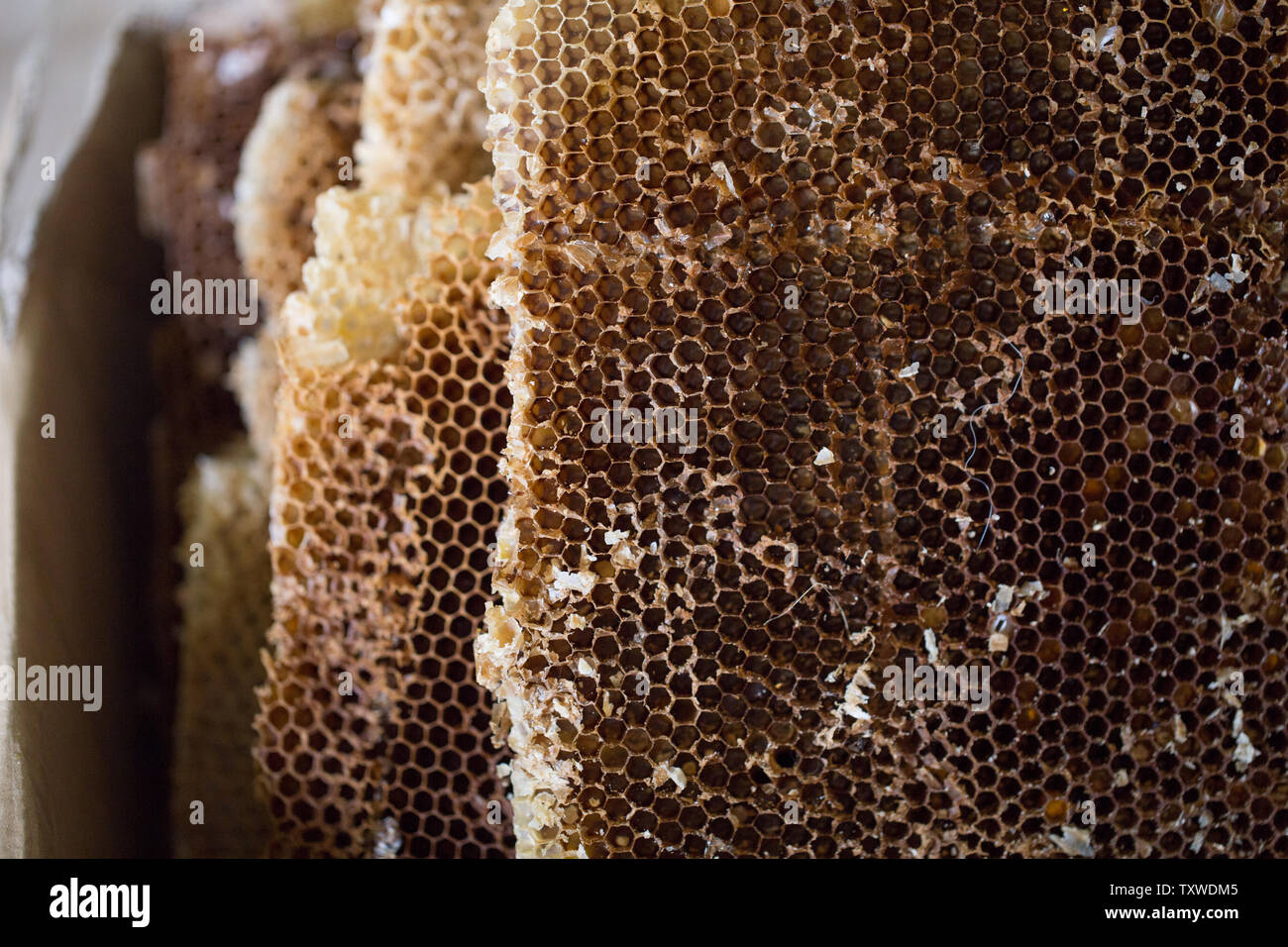 Natural bee Wax from honeycombs. Honeycombs after filtration. Honey harvesting and beekeeping Stock Photo