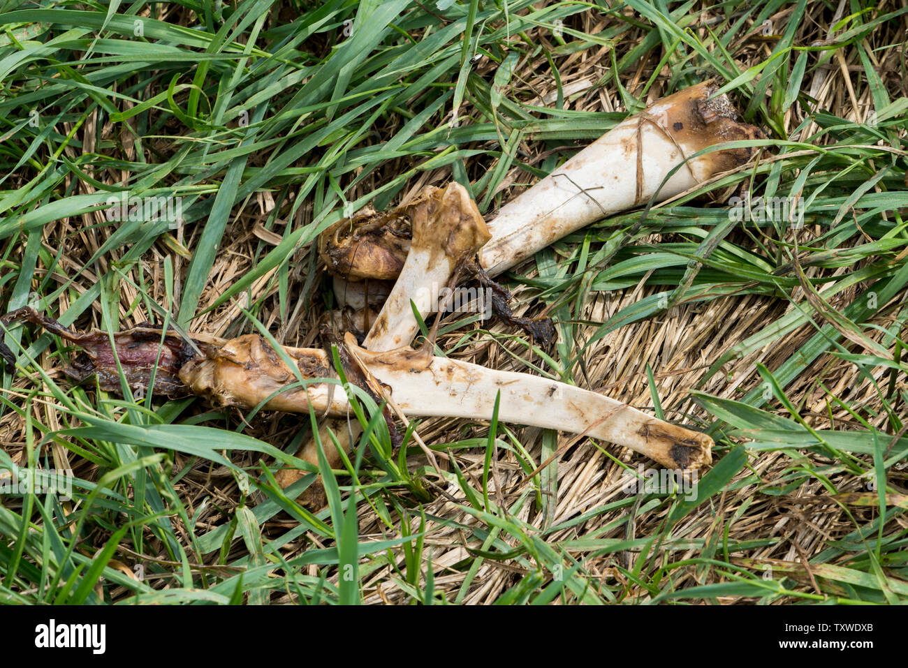 Bones of a wild boar, Oberweser, Weser Uplands, Weserbergland, Hesse, Germany Stock Photo