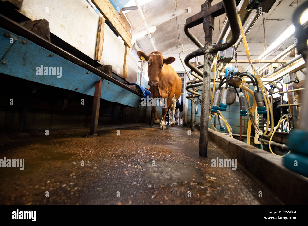 Mechanised Milking on a Dairy Farm in Rural Leicestershire, England UK