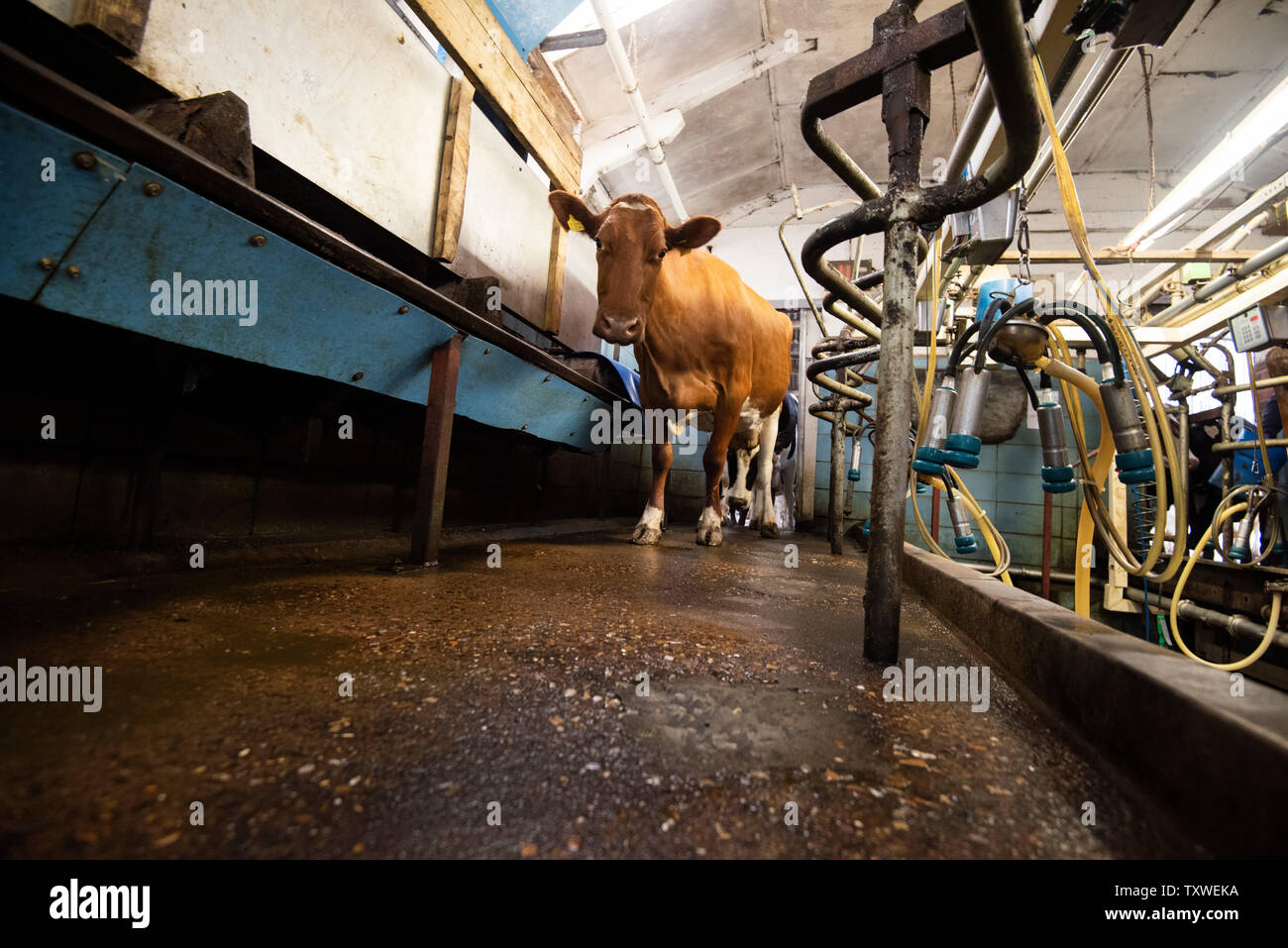Mechanised Milking on a Dairy Farm in Rural Leicestershire, England UK