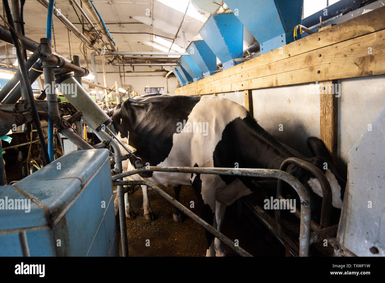 Mechanised Milking on a Dairy Farm in Rural Leicestershire, England UK