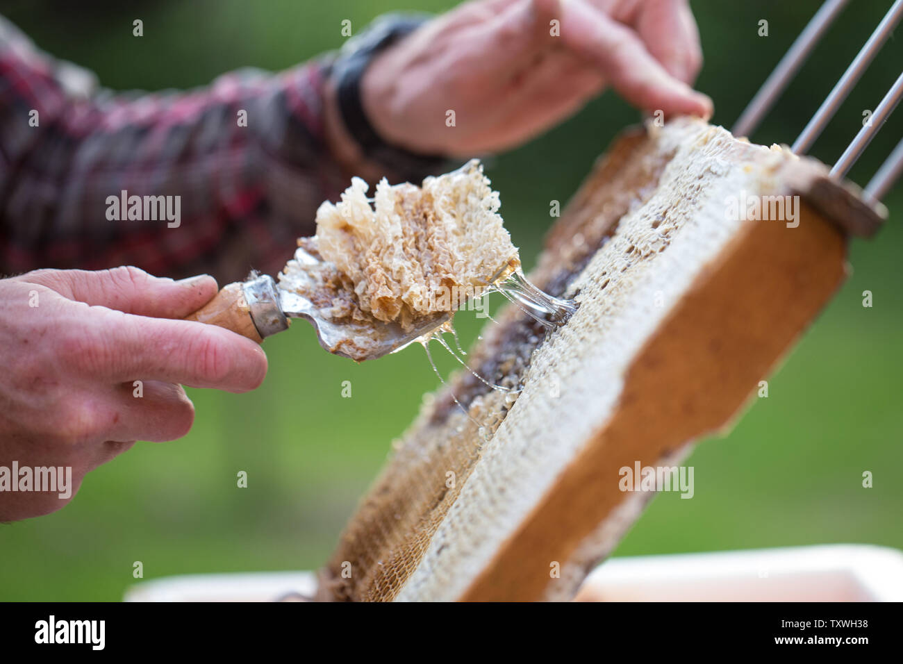 Honey Harvest collecting honey from natural honey