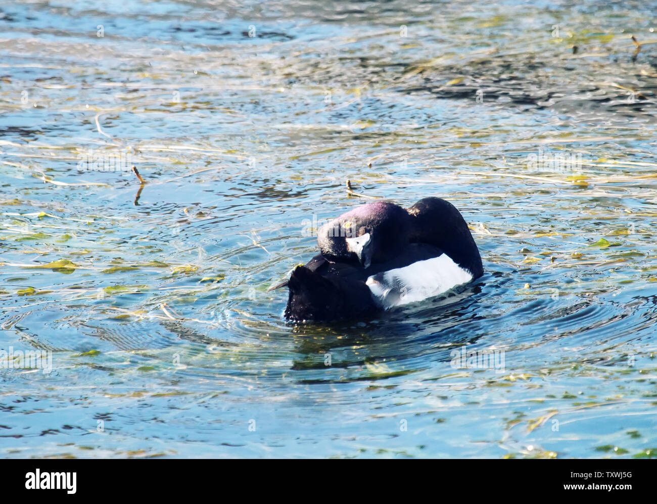 Tufted duck feeding among the seaweed (pondweed), then prink - clean the feathers (male and female) Stock Photo