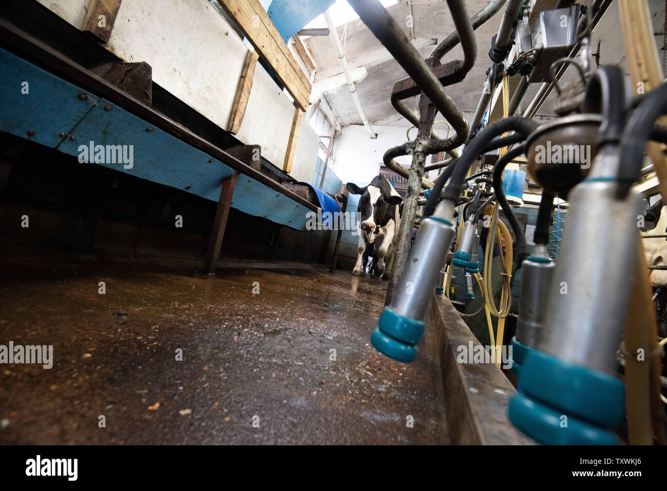 Mechanised Milking on a Dairy Farm in Rural Leicestershire, England UK