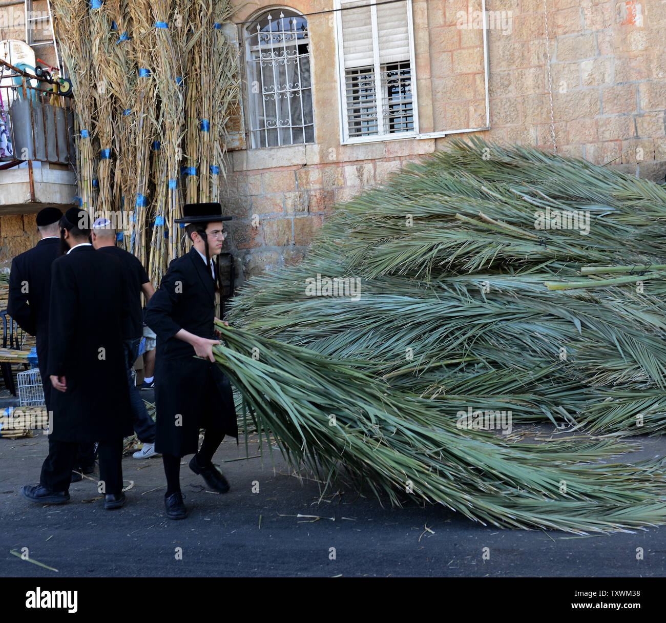 An Ultra Orthodox Jew Carries Date Palm Branches For Building A Sukkah An Ultra Orthodox Jew Carries Date Palm Branches For Building A Sukkah