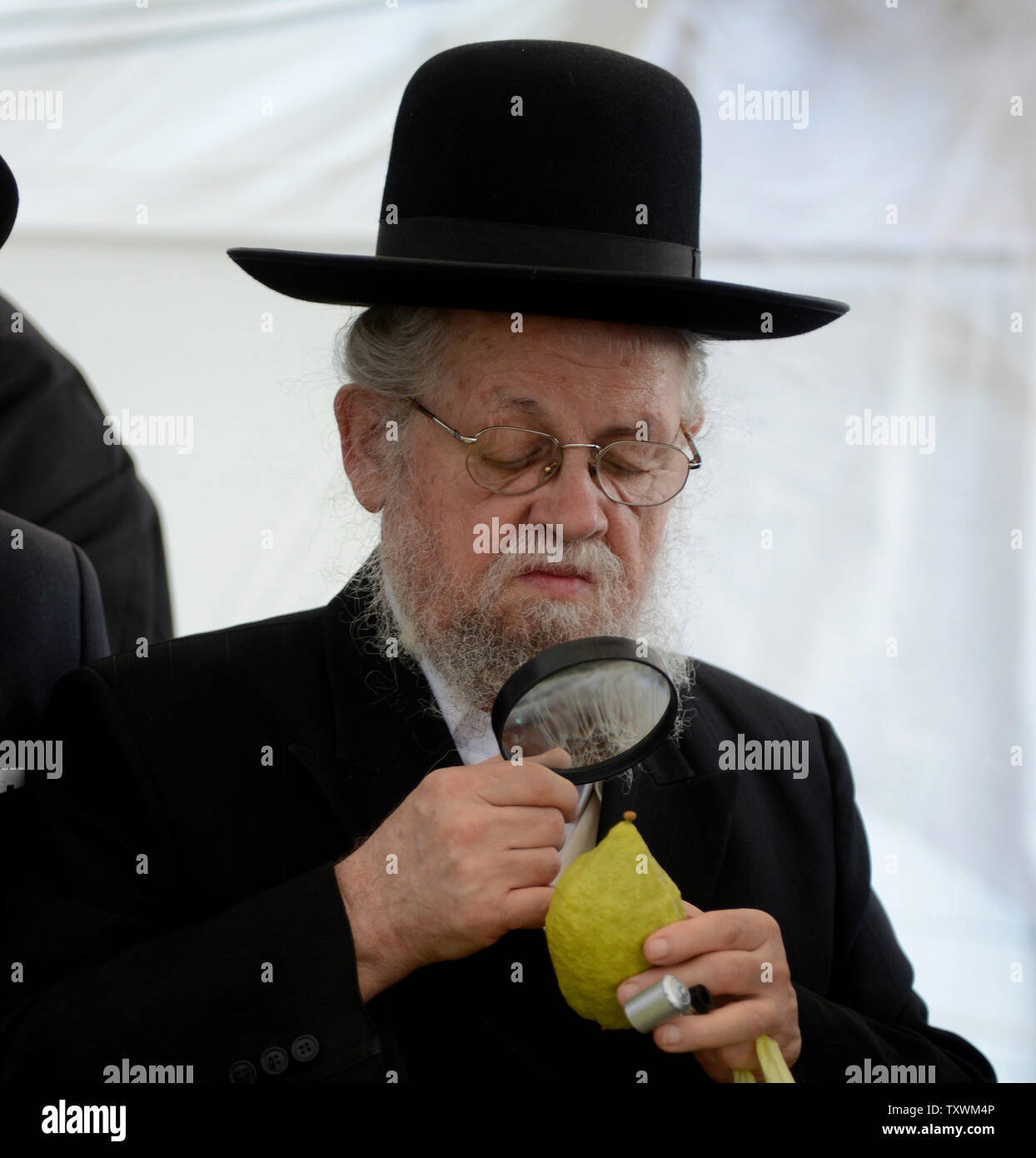 An Ultra-Orthodox Jew uses a magnifying glass to examine an etrog, a citron, one of the four species used during the festival of Sukkot, the Feast of Tabernacles, in Jerusalem, October 5,