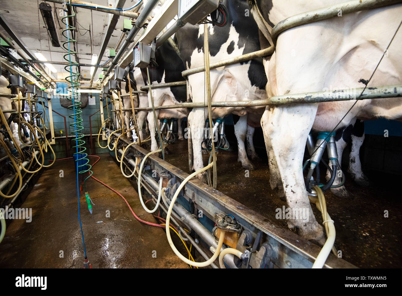 Mechanised Milking on a Dairy Farm in Rural Leicestershire, England UK