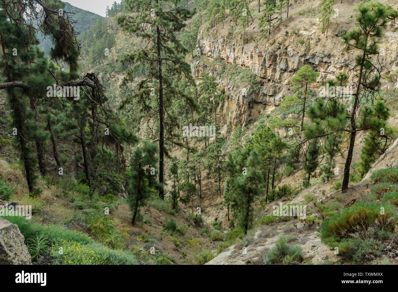 Centuries old pine trees hi-res stock photography and images - Alamy
