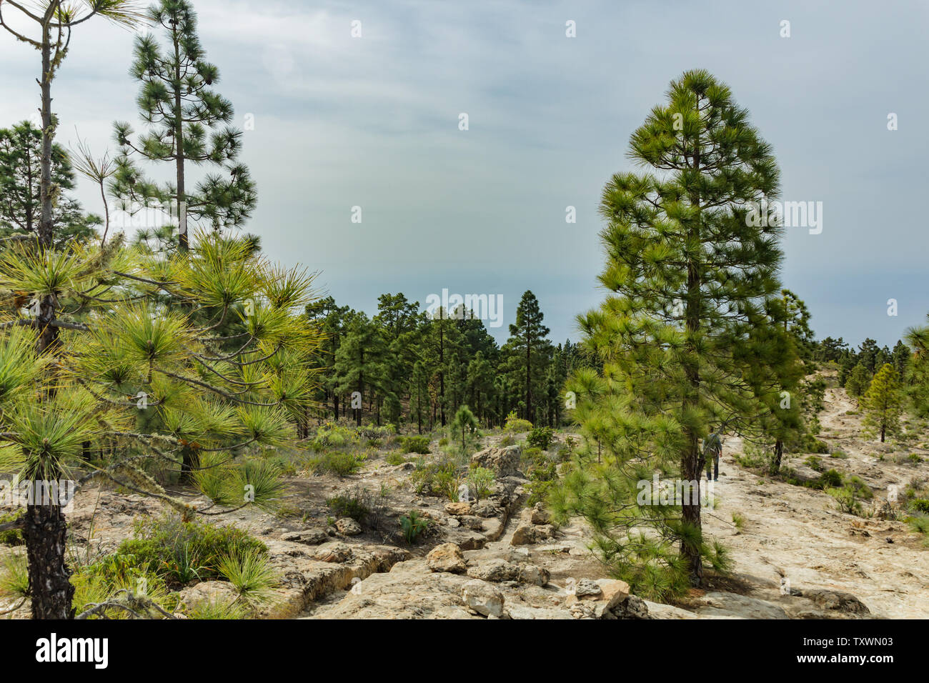 Stony Path At Upland Surrounded By Pine Trees At Sunny Day Clear Blue Sky And Some Clouds Along The Horizon Line Rocky Tracking Road In Dry Mountain Stock Photo Alamy