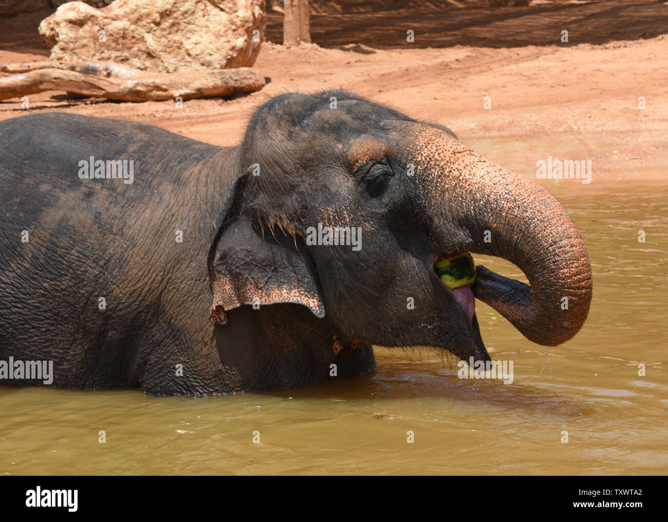 A female Asian elephant eats a frozen watermelon in a pond in the Jerusalem Biblical Zoo, Israel