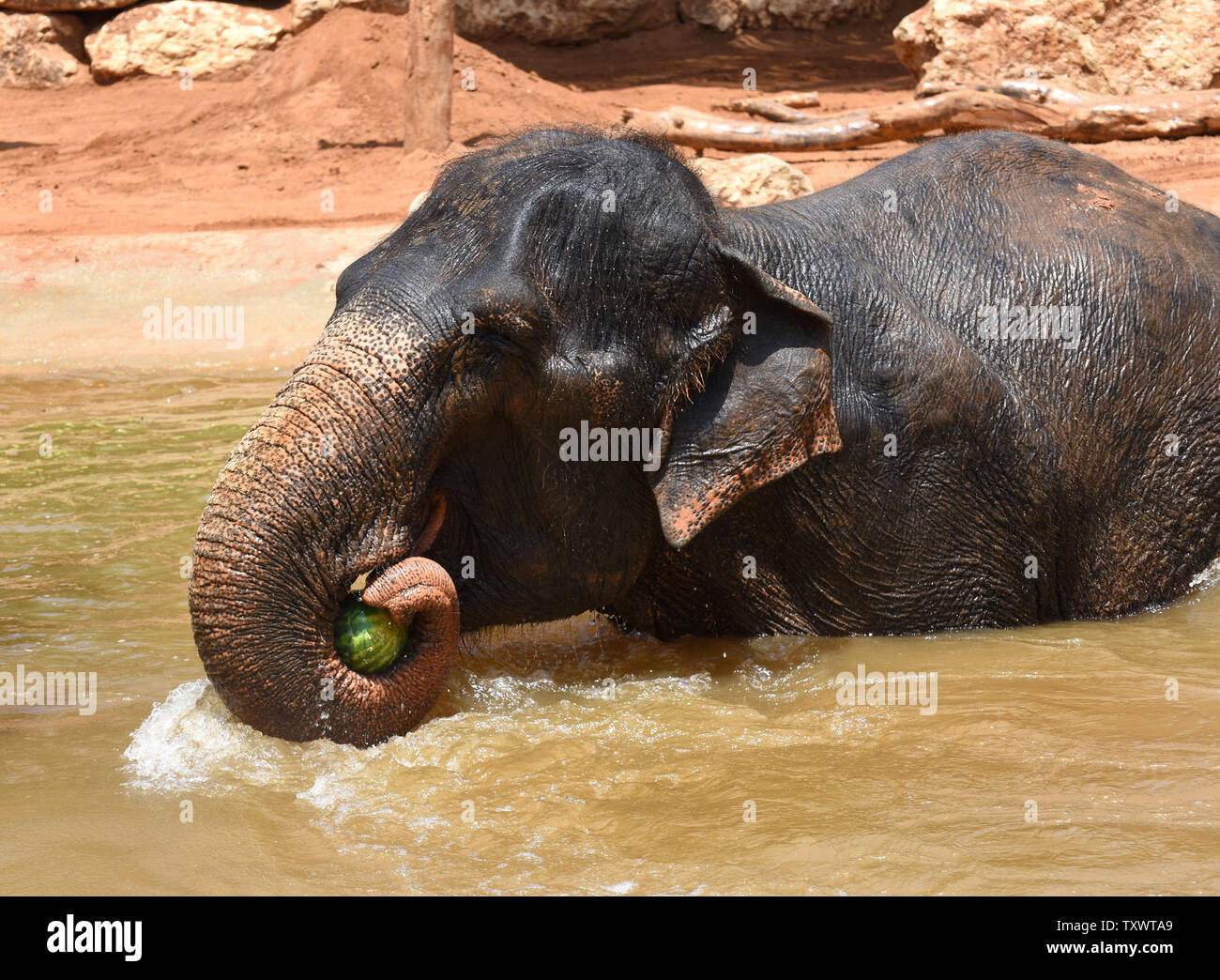 A female Asian elephant eats a frozen watermelon in a pond in the Jerusalem Biblical Zoo, Israel