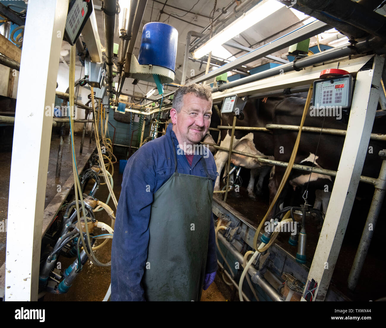 Mechanised Milking on a Dairy Farm in Rural Leicestershire, England UK