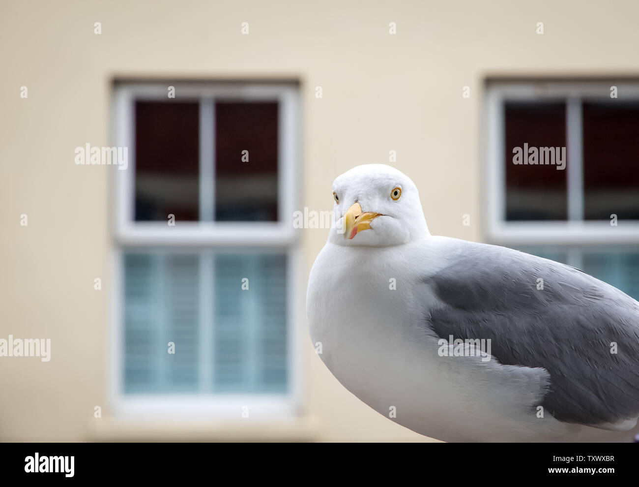 Seagull stealing fish hi-res stock photography and images - Alamy