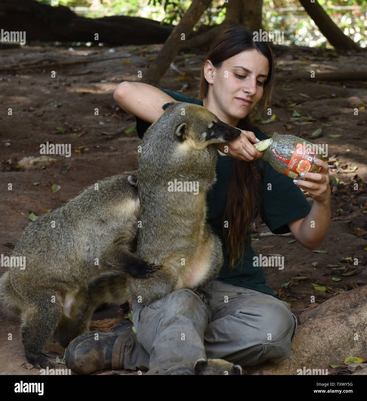 Israeli zookeeper Bar Braitbart dips an apple in honey to feed  South American Coatis in honor of the upcoming Jewish New Year, Rosh HaShanah, at the Ramat Gan Safari, near Tel Aviv, Israel, September 17, 2017. Jews around the world eat apples dipped in honey on Rosh HaShanah to symbolize hope that the coming year will be 'sweet.' Photo by Debbie Hill/UPI Stock Photo