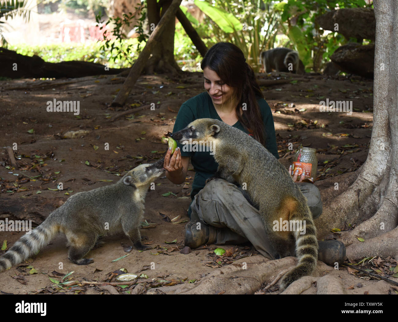 Israeli zookeeper Bar Braitbart gives apples dipped in honey to South American Coatis in honor of the upcoming Jewish New Year, Rosh HaShanah, at the Ramat Gan Safari, near Tel Aviv, Israel, September 17, 2017. Jews around the world eat apples dipped in honey on Rosh HaShanah to symbolize hope that the coming year will be 'sweet.' Photo by Debbie Hill/UPI Stock Photo