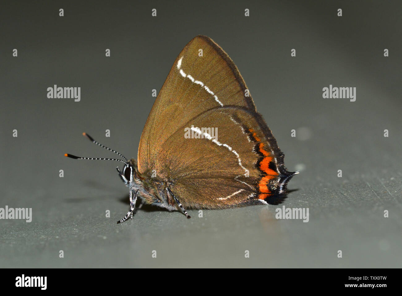 White-Letter Hairstreak butterfly, Cheshire, UK Stock Photo