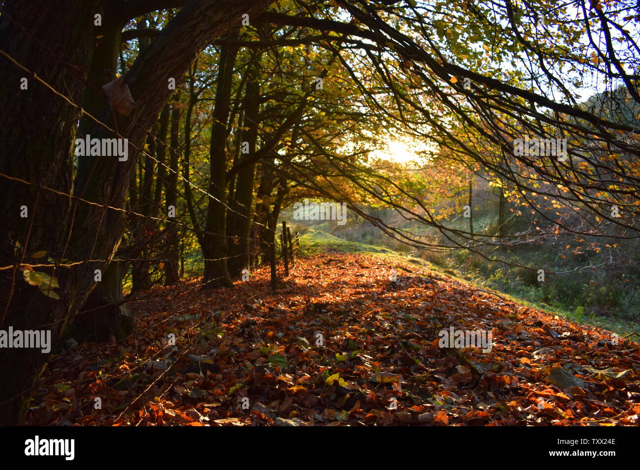 Autumn trees at sunset Stock Photo - Alamy