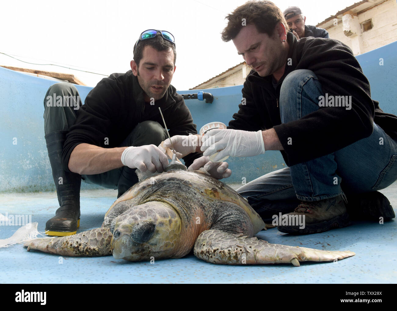 (R) Dr. Yaniv Levy, Director of the Israel Sea Turtle Rescue Center of the Israeli National and Parks Authority, attaches a satellite tracking device to a recovered loggerhead sea turtle in Mikhmoret, Israel, January 20, 2019. The ten year old center is  located on the Mediterranean Sea and saves sea turtles that have washed ashore on the Israel coast. Recently more than forty sea turtles waved ashore suffering from shock wave trauma. The injured sea turtles are given medical care and a safe place to heal, before being released back to the sea. The center is also breeding Green sea turtles. Stock Photo