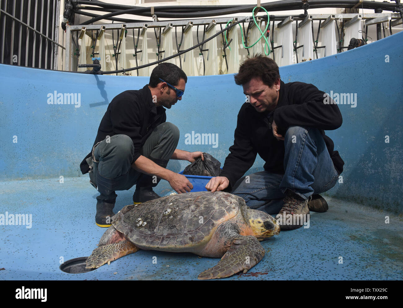 Dr. Yaniv Levy, (R),  Director of the Israel Sea Turtle Rescue Center of the Israeli National and Parks Authority, prepares to attach satellite tracking device to a recovered loggerhead sea turtle in Mikhmoret, Israel, January 20, 2019. The ten year old center is  located on the Mediterranean Sea and saves sea turtles that have washed ashore on the Israel coast. Recently more than forty sea turtles waved ashore suffering from shock wave trauma. The injured sea turtles are given medical care and a safe place to heal, before being released back to the sea. The center is also breeding Green sea t Stock Photo