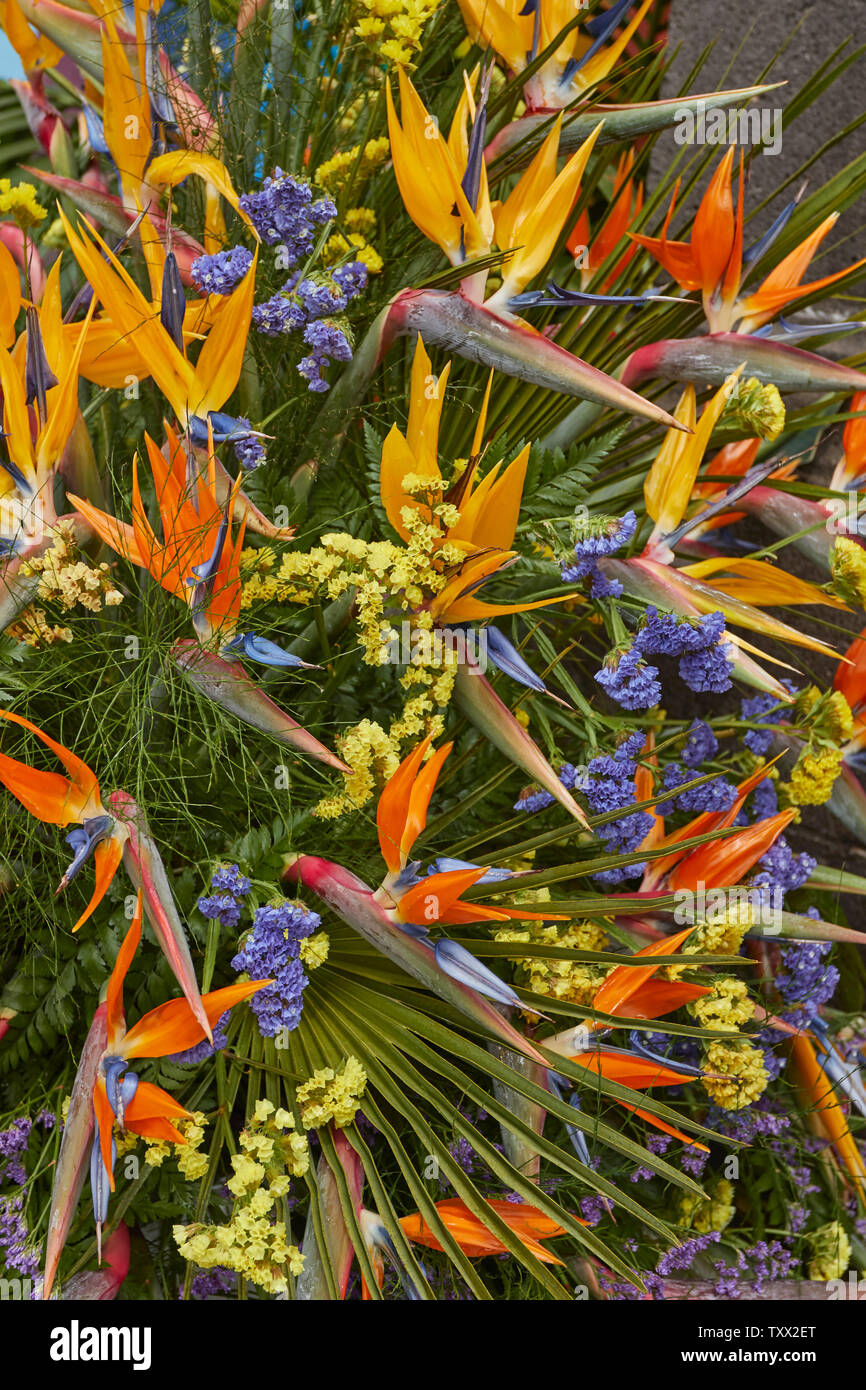Strelitzias, bird of paradise flower, in a bouquet for the Corpus Christy celebrations, June 2019, Funchal, Madeira, Portugal, European Union Stock Photo