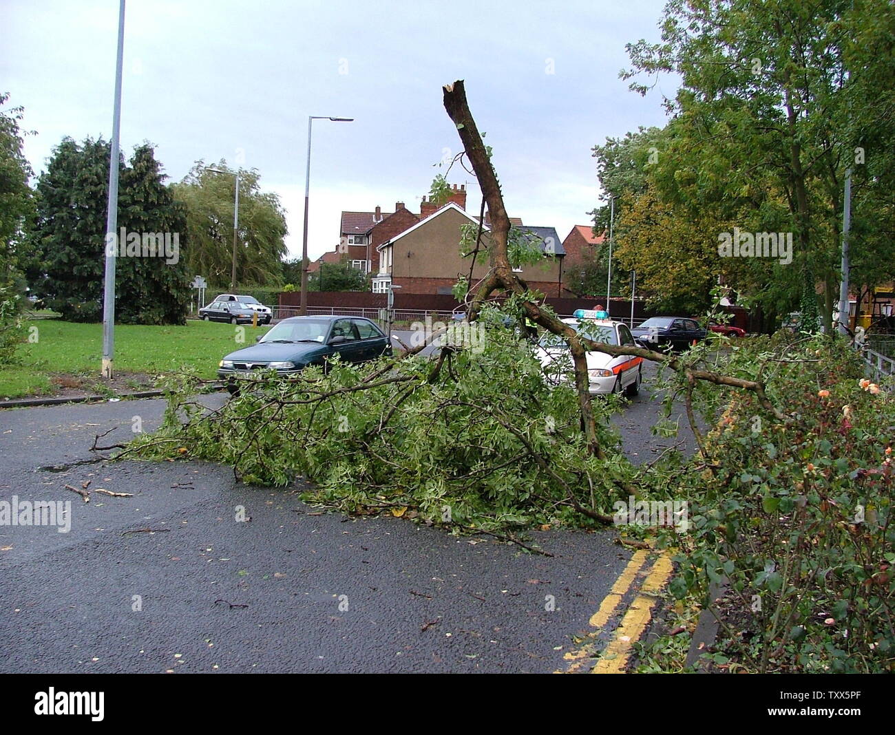 gale force wind brings destruction to trees Stock Photo