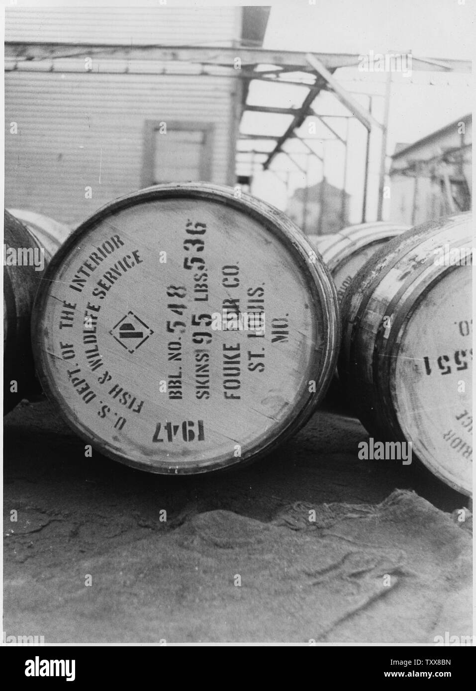 Barrel of seal furs Stock Photo Alamy