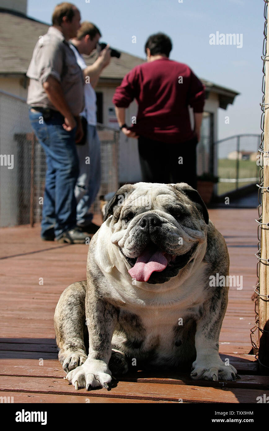 rocky mountain bulldogs